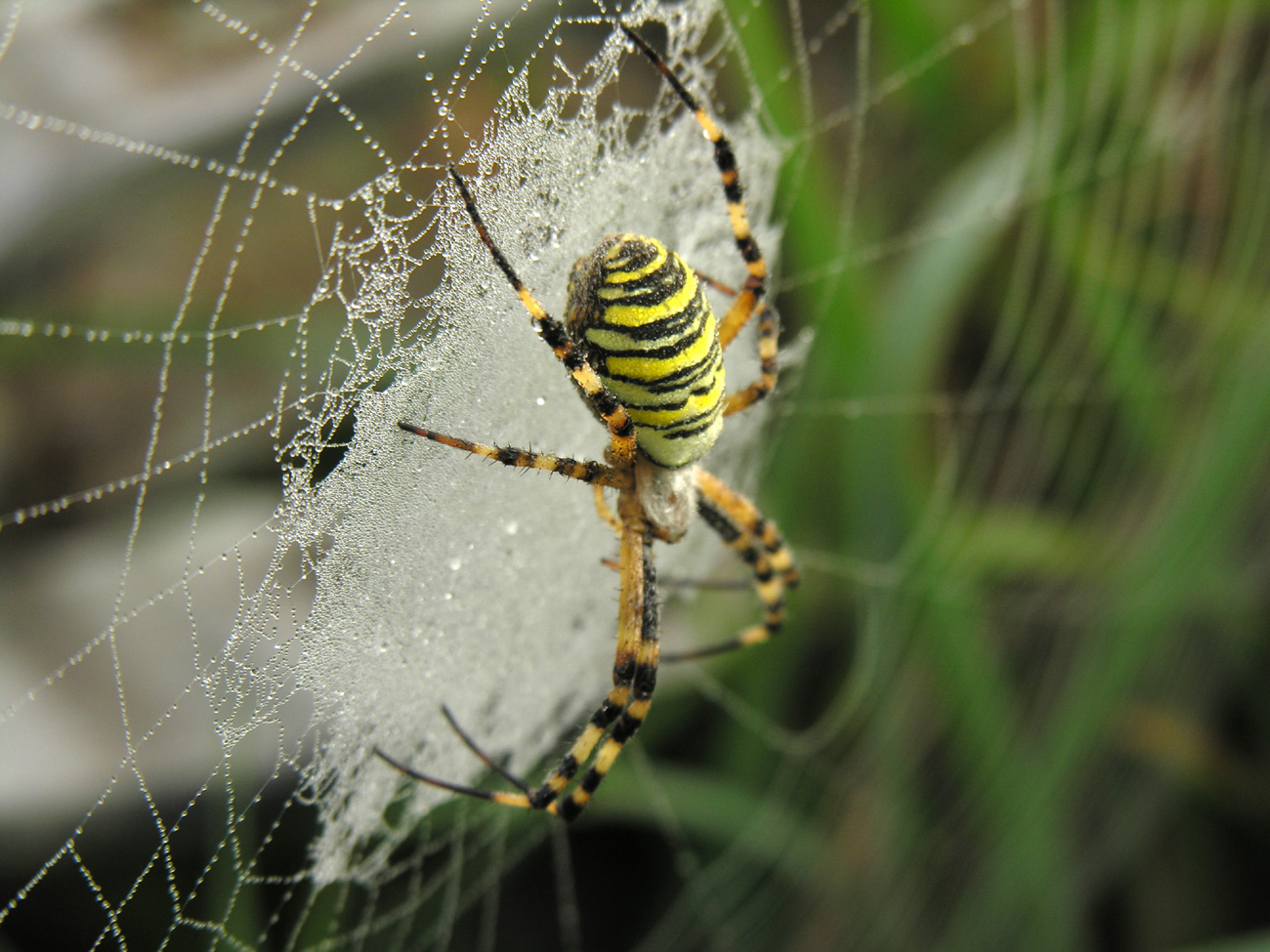 Qui a craché dans mon trampolin ?
