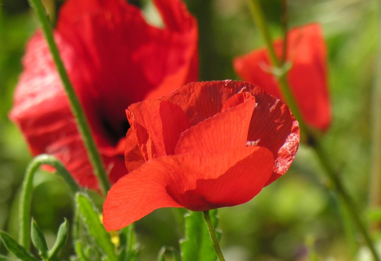Coquelicots