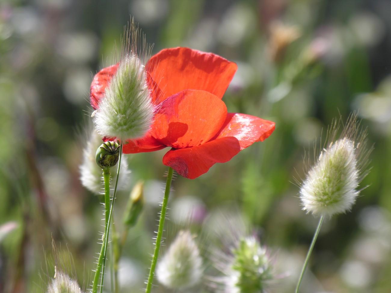 Coquelicots
