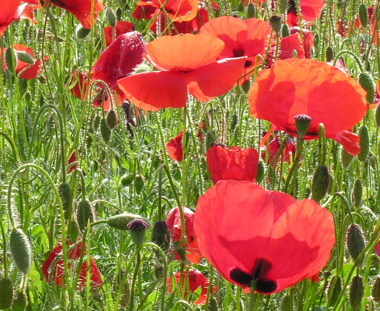 Coquelicots