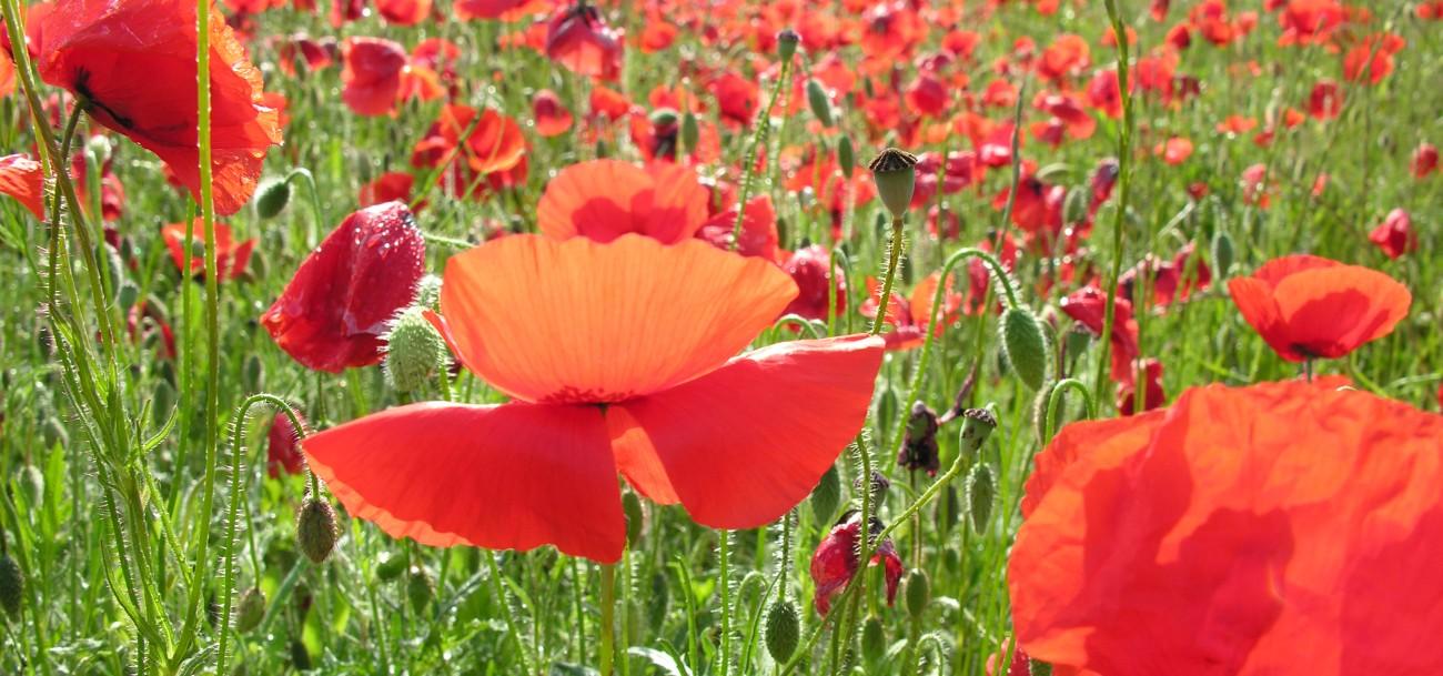 Coquelicots