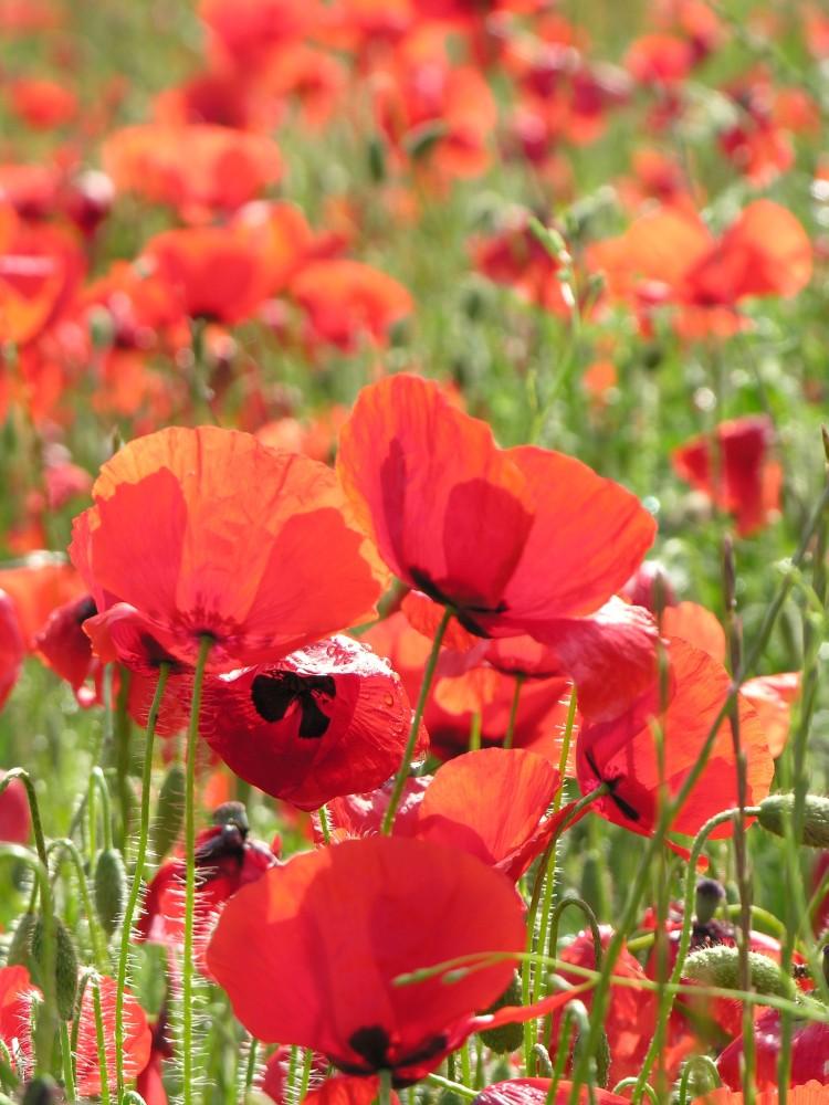 Coquelicots