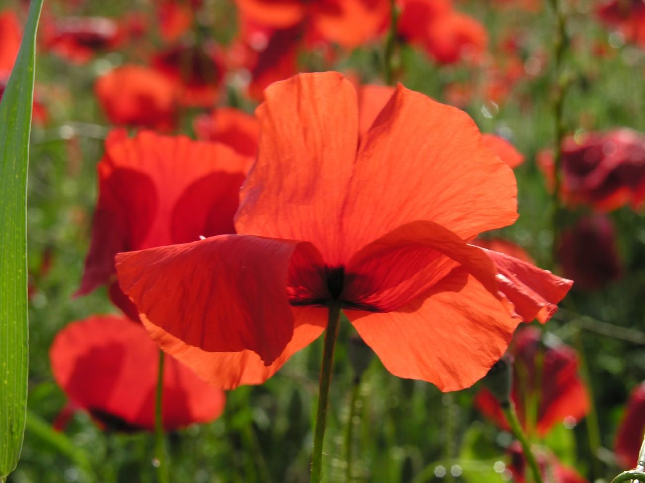 Coquelicots