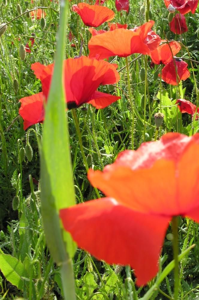 Coquelicots