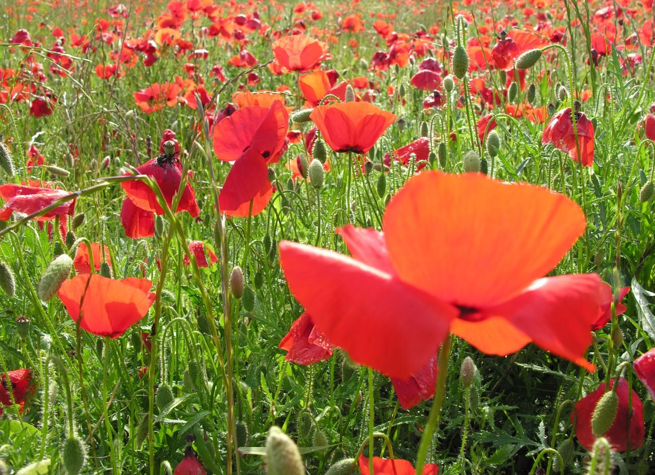 Coquelicots