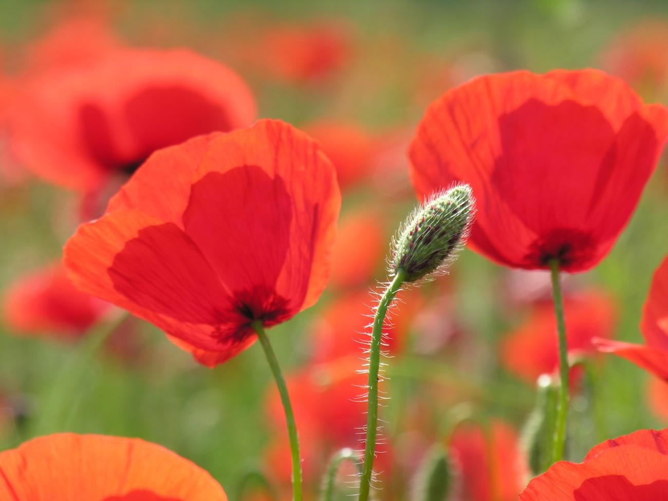Coquelicots