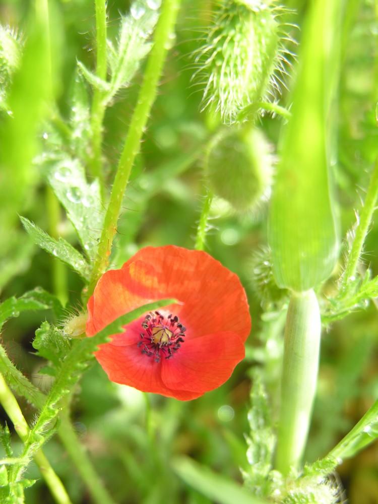 Coquelicots