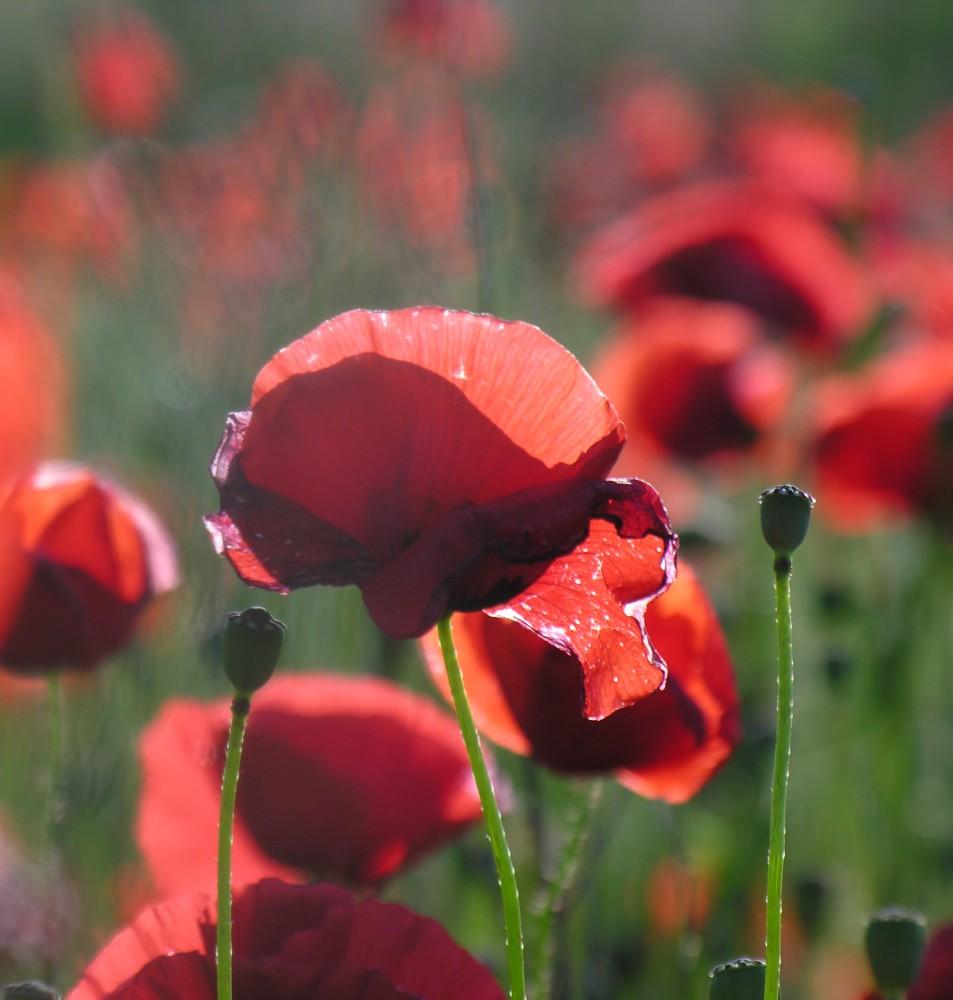 Coquelicots