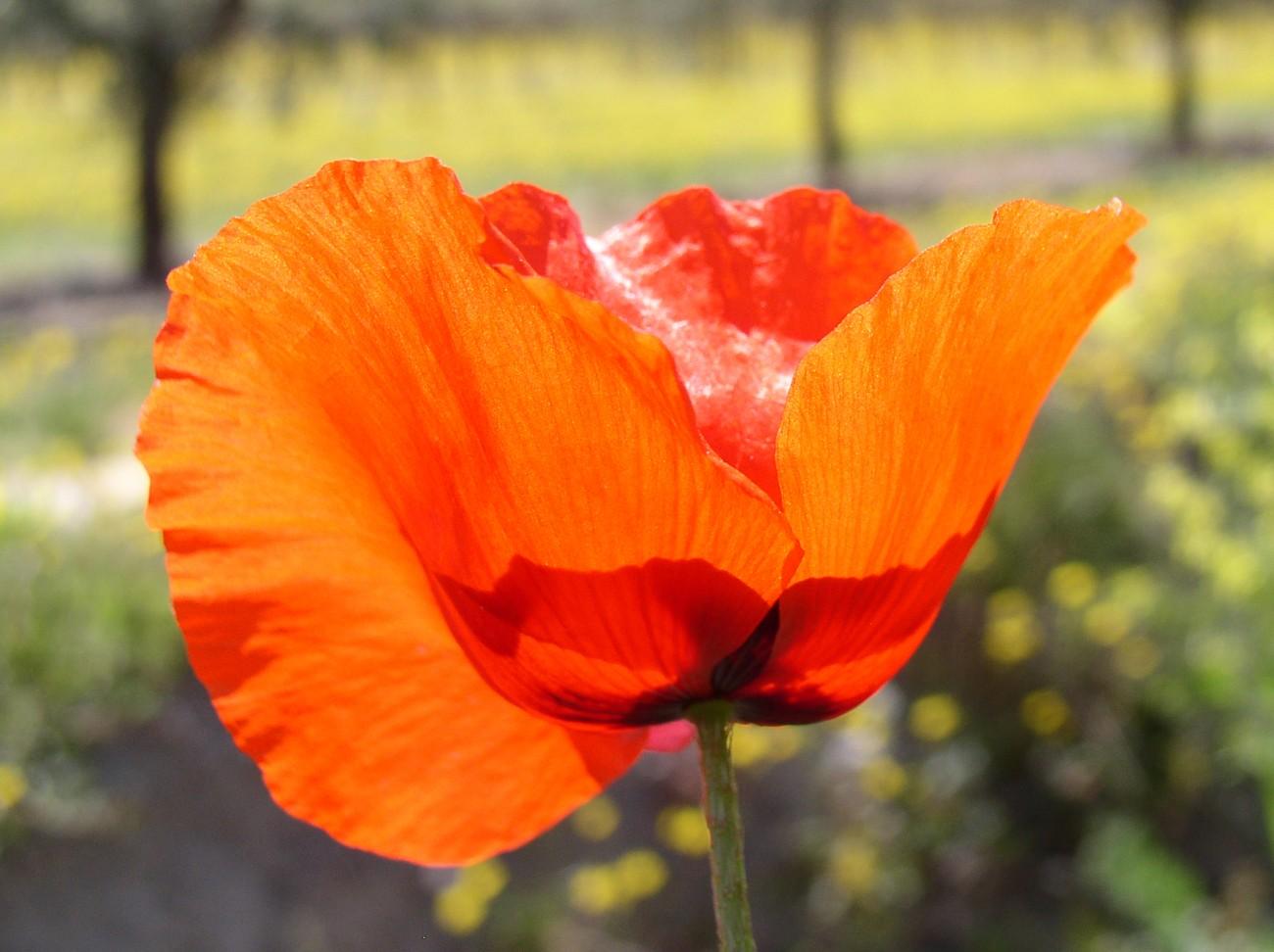 Coquelicots