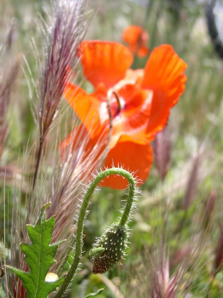 Coquelicots
