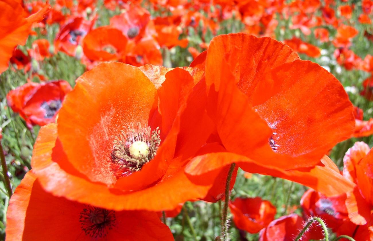 Coquelicots