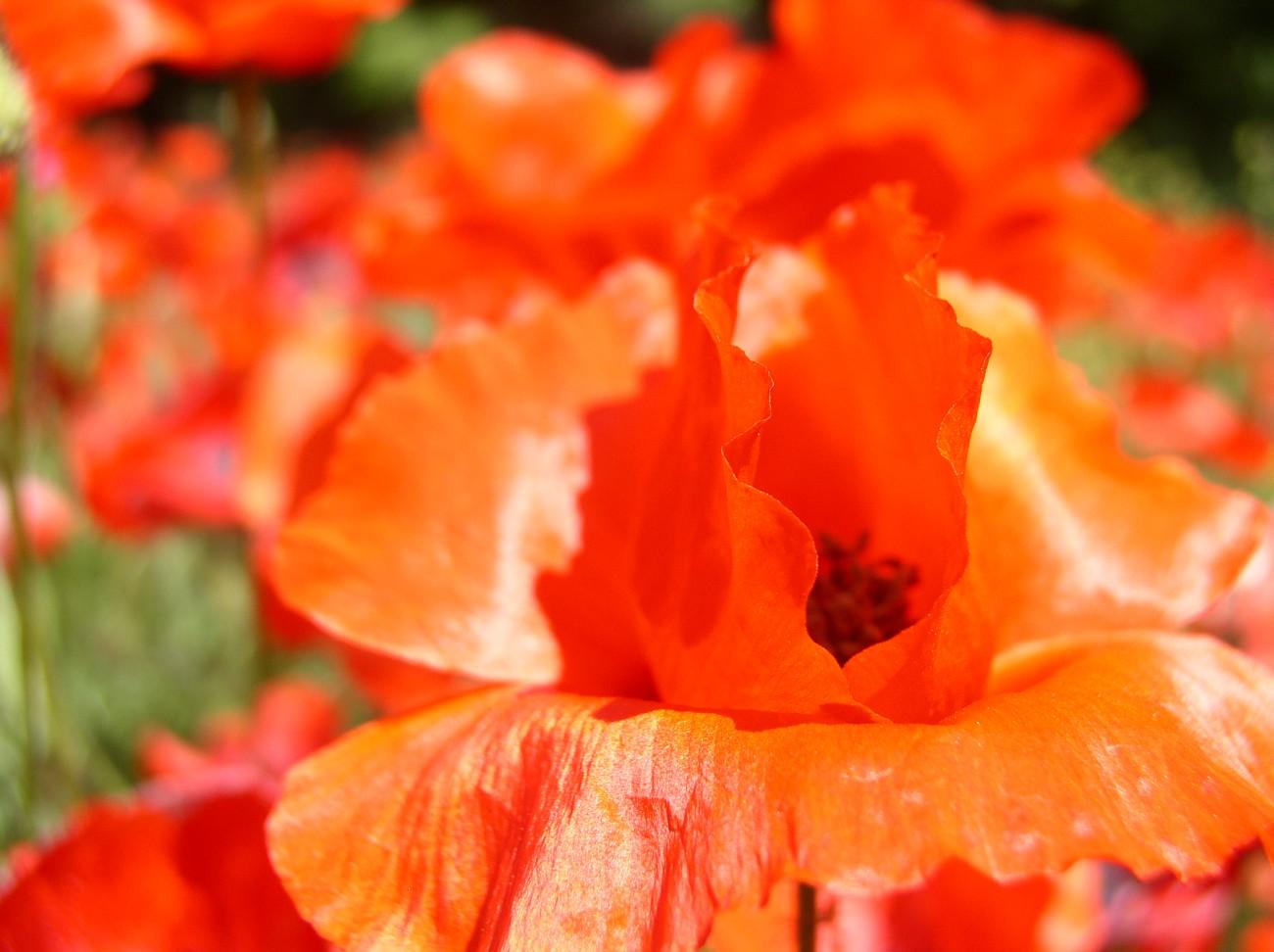 Coquelicots