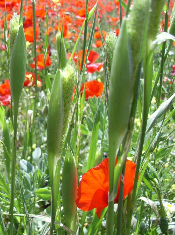 Coquelicots