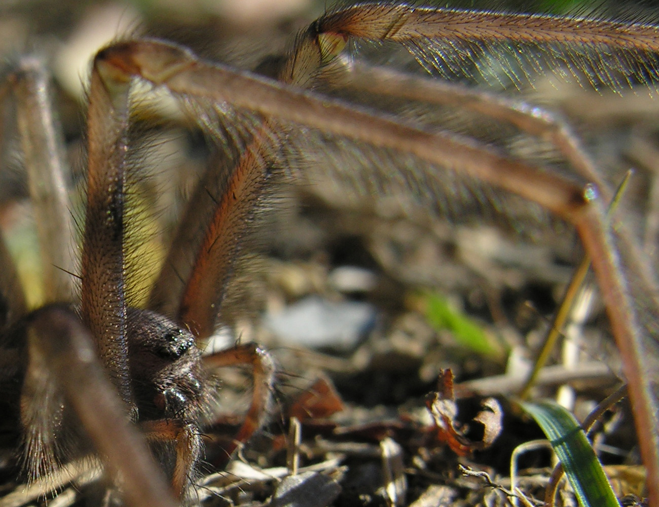 Epilation conseillée